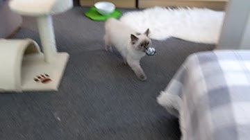 My ragdoll kitten plays fetch like a dog