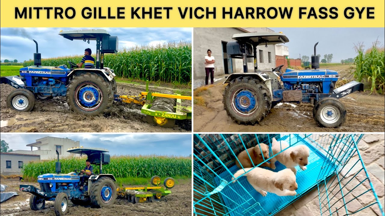 Mittro Khet Vich Harrow Khade Se Upro Meeh Pai Gea Dekho Fir Kive Kadhi Golden Retriever Puppy Sale