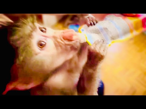 Манечка УМНИЦА, она понимает что пока этот ПРИНЦ гамадрилий не поест, ей лучше не подходить к еде!