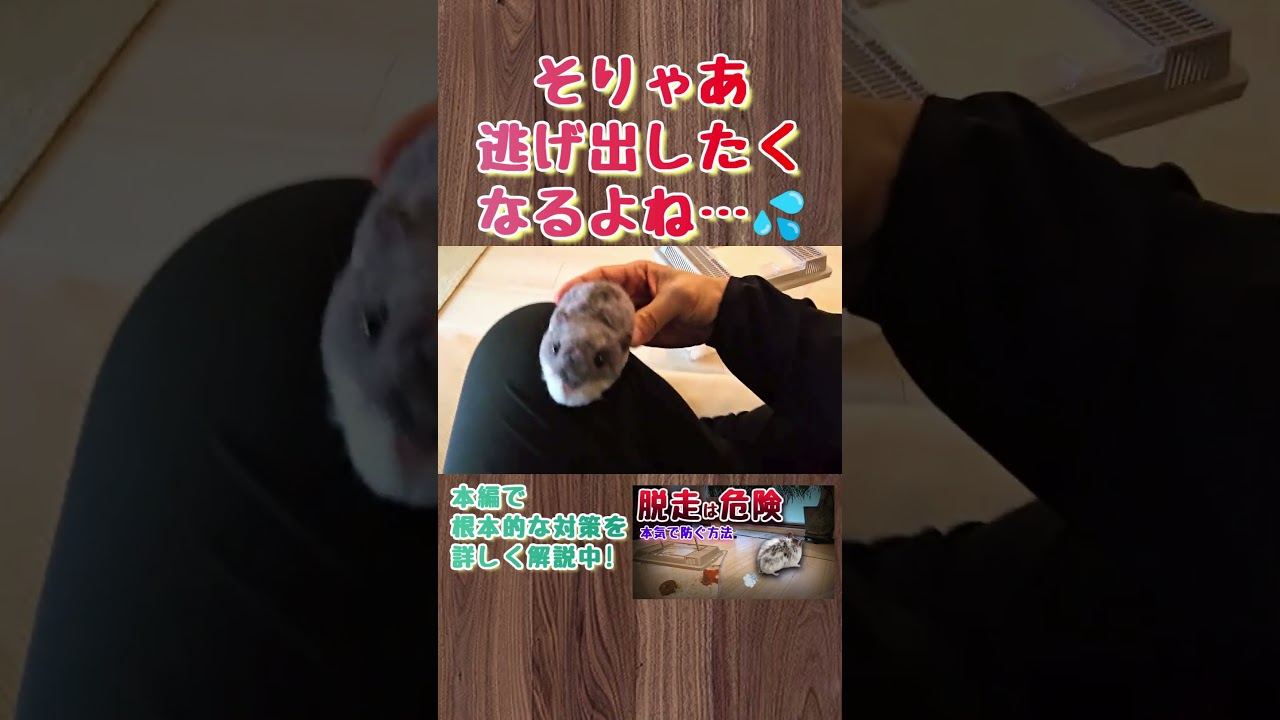 この瞬間が一番脱走されやすいです#ハムスター#脱走#飼い方#捕まえ方#捕獲#小動物#hamster #かわいい