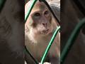 monkey ko mila khana#bollywood #money #monkey #zoo #vrindavan