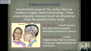 The Cerebral Cortex--Lobes and Hemispheres