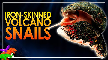Iron-Armored Deepsea Scaly-Foot Snails - Most Metal Mollusk | Animals EXPLAINED