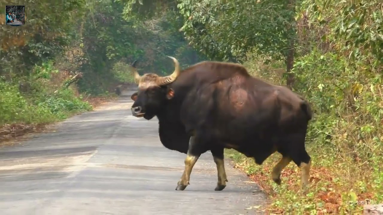 Gairkata forest elephant 🐘🦏🦒🦚🦌🦓
