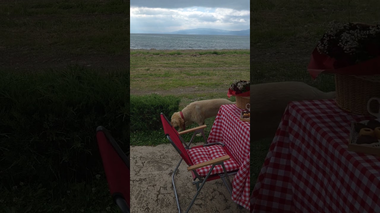 #iznikgölü #iznik #piknik #doğa #doğalyaşam #manzara #yaz #trending #trending #gezi #gezgin #türkiye