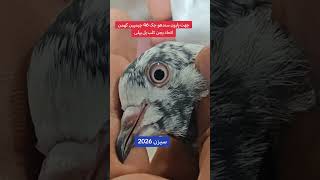 #ustad Azhar gharaya#k shgirad haron Sandhu Chak 46#ki chhat 2026#Sandhu pigeon club#