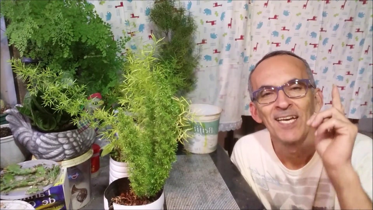 ASPARGO(Asparagus densiflorus Sprengeri) E ASPARGO-PLUMA (Asparagus densiflorus).