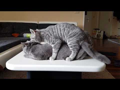 Video: Sind Katzen territorial?