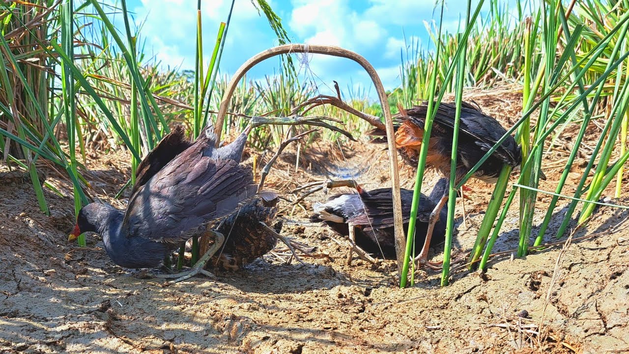 BIRD TRAP | Paano manghuli ng Tikling | Farm Birds