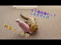 連休はあっちゅーまです
