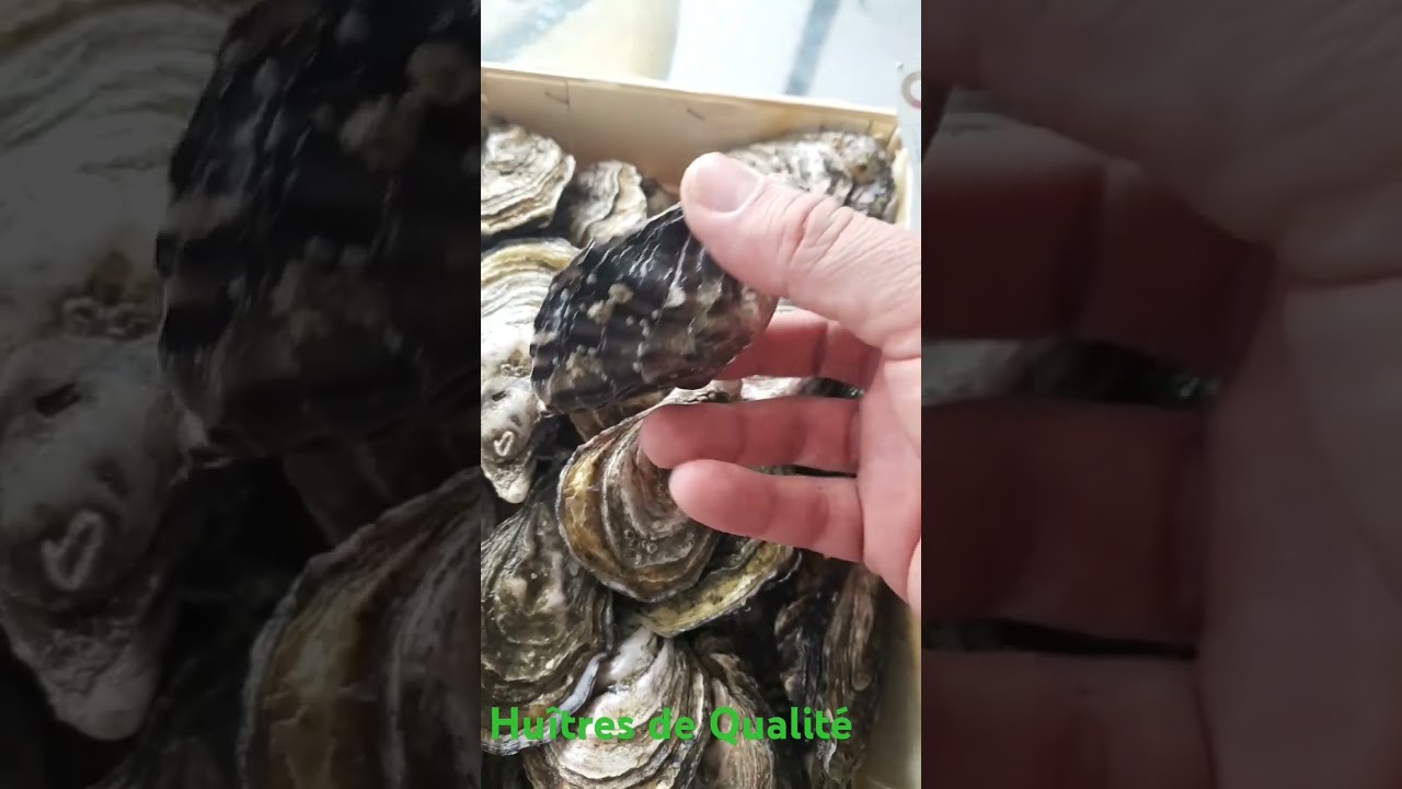 Huîtres de Qualité 