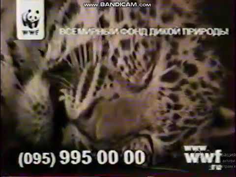 Video: WWF: N Raportti Osoittaa, Että Eläinpopulaatiot Laskivat 60 Prosenttia Vuosina 1970--2014