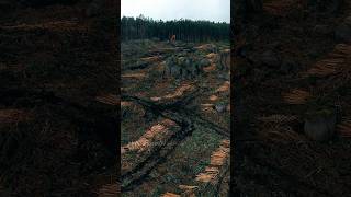 Дикая природа России — В ОПАСНОСТИ #животные #экология