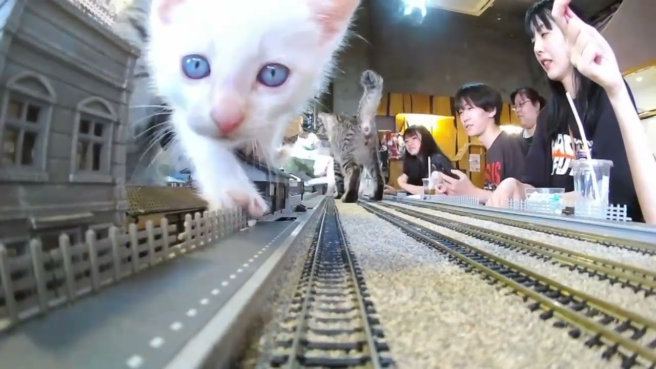 From Rescue to Hope: The Story Behind Japan’s Most Heartwarming Cat Café 🐾🚂