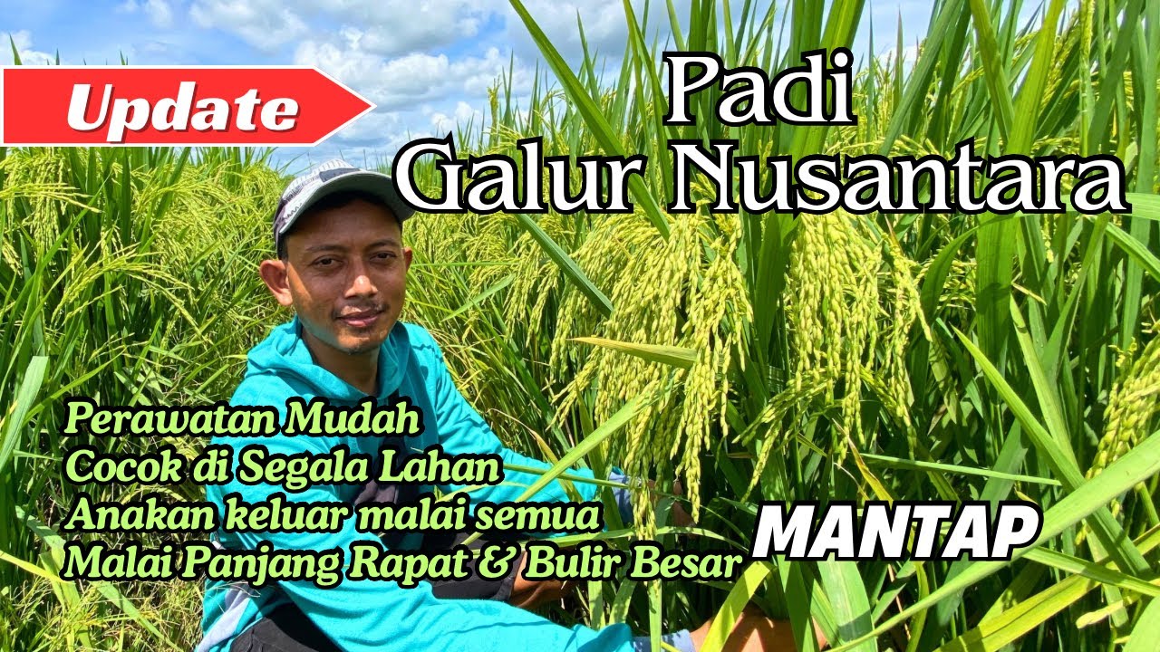 RIVIEW PADI GALUR NUSANTARA 69 HST MILIK MAS ANSHORI Di TUBAN JAWA TIMUR