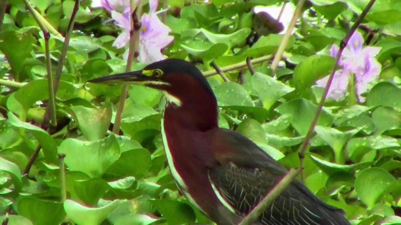 Garza Tigre Rojiza (Tigrisoma lineatum) by trucha 1.618 - YouTube