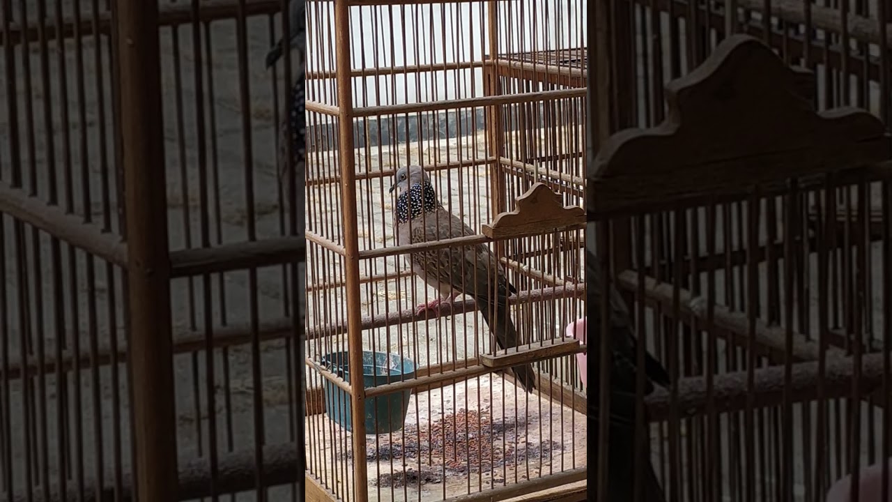 Derkuku atau Tekukur Birahi