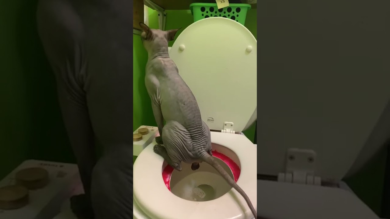 Toilet Train Cat Final Stage YouTube