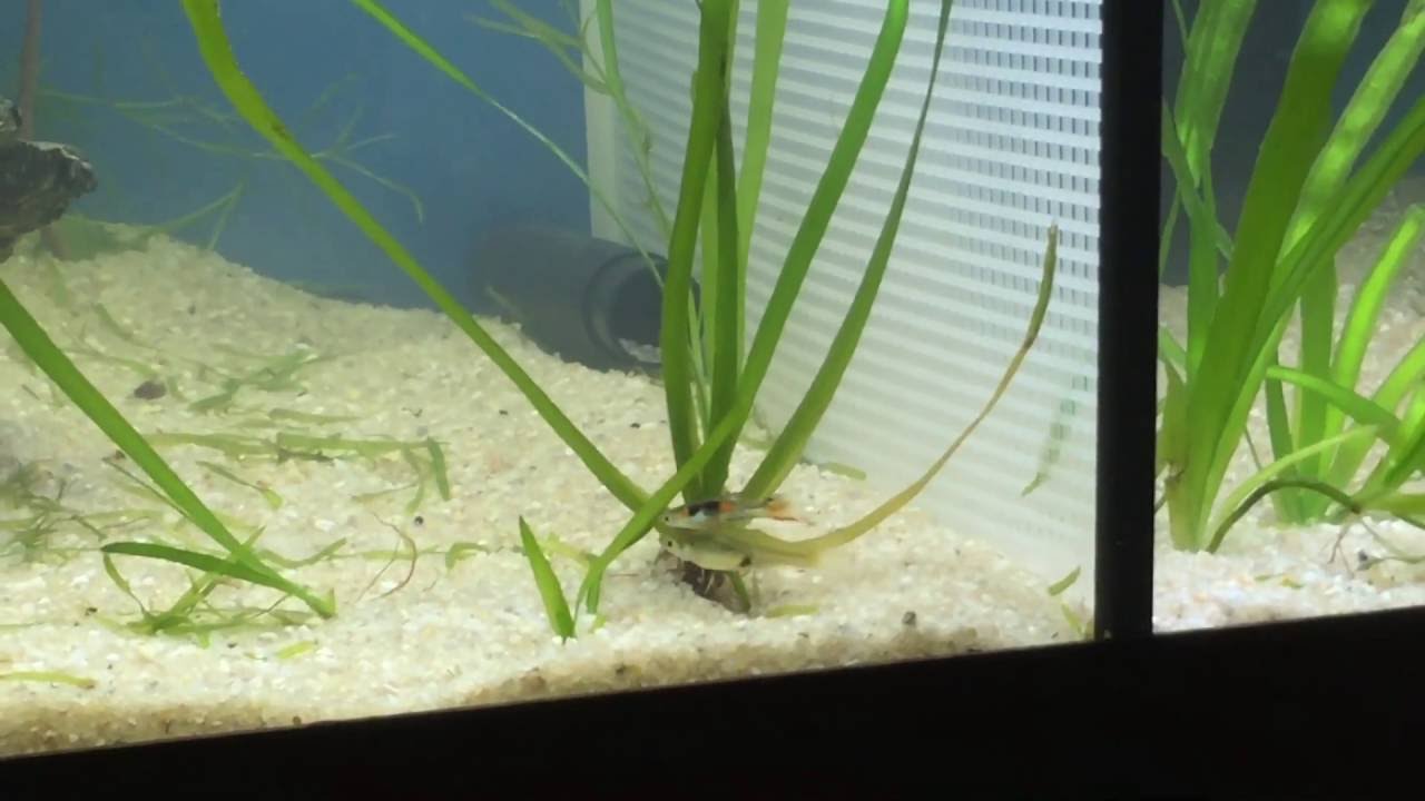 Orchid snakeskin Endler Breeding / mating behavior