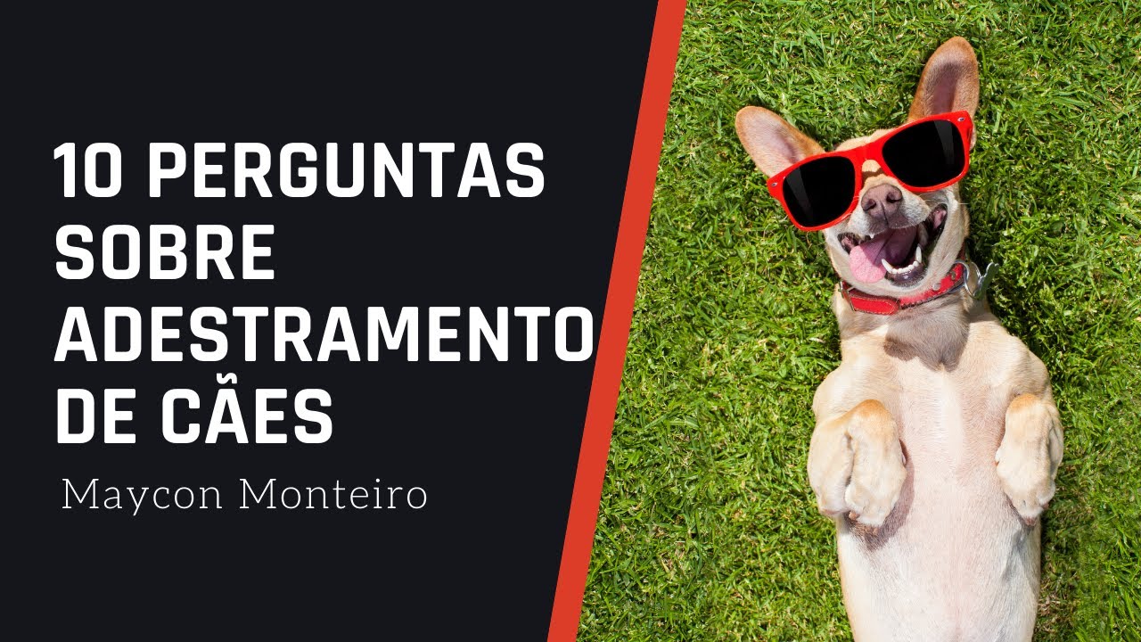 10 Perguntas Sobre Adestramento de Cães