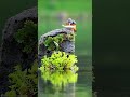 Nature’s Relentless Hunter 🐦
