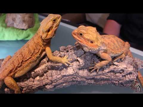 Video: Dragón Barbudo Del Interior - Pogona Vitticeps Reptile Breed Hipoalergénico, Salud Y Vida útil