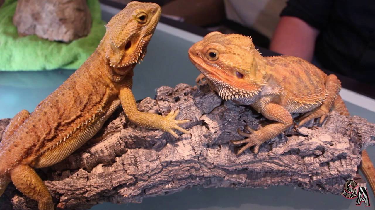 Uncategorized – Tus mascotas ideales