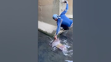 Cá Lớn - đu người bắt Cá Nheo xuôi dòng bằng vợt 😱 #khacthuyvlogg