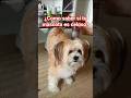 ¿Como saber si tu mascota es celosa?