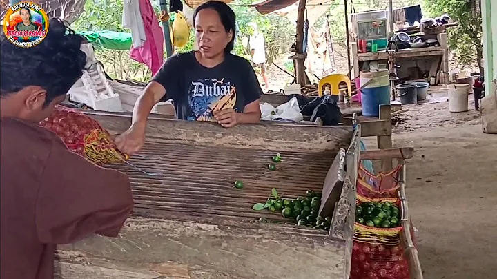 1700 per bag ng calamansi kuhanan sa puno pang ala...