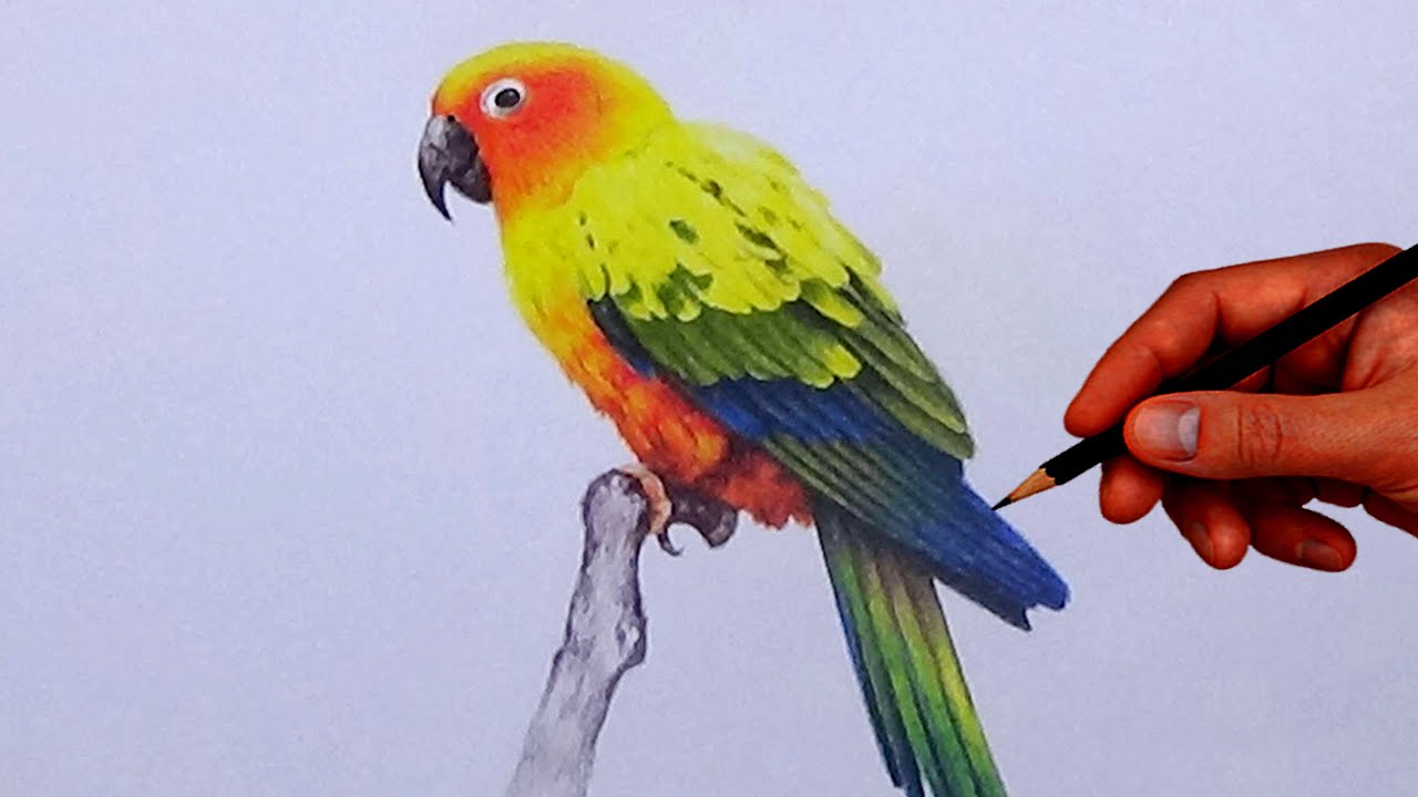 How To Draw A Bird With Simple Colored Pencils - Sun Conure | - YouTube