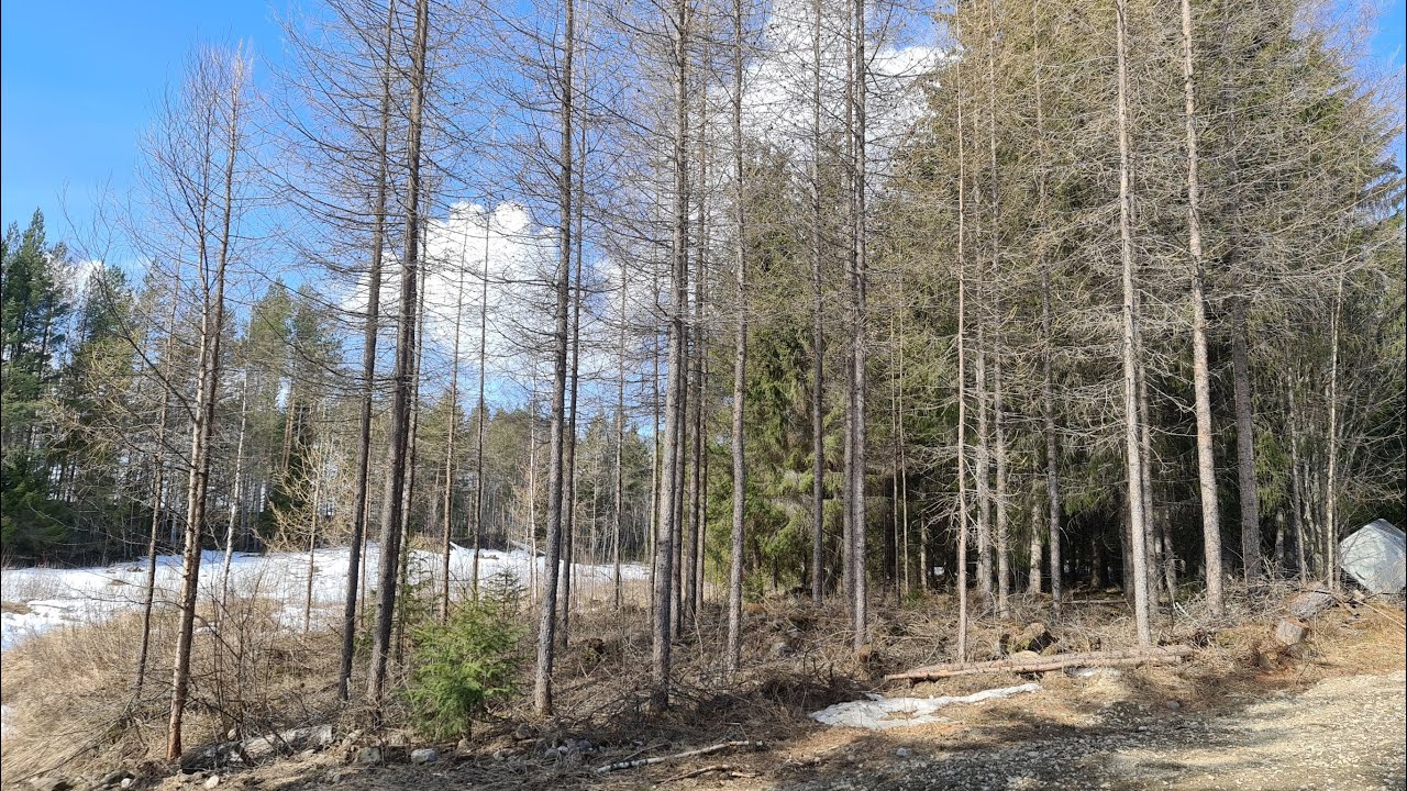 Stihl MS261C & Kevyttä puuhastelua & lehtikuusikon harvennus 28.4.2022