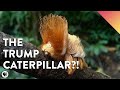This Rainforest Caterpillar Looks Like Donald Trump