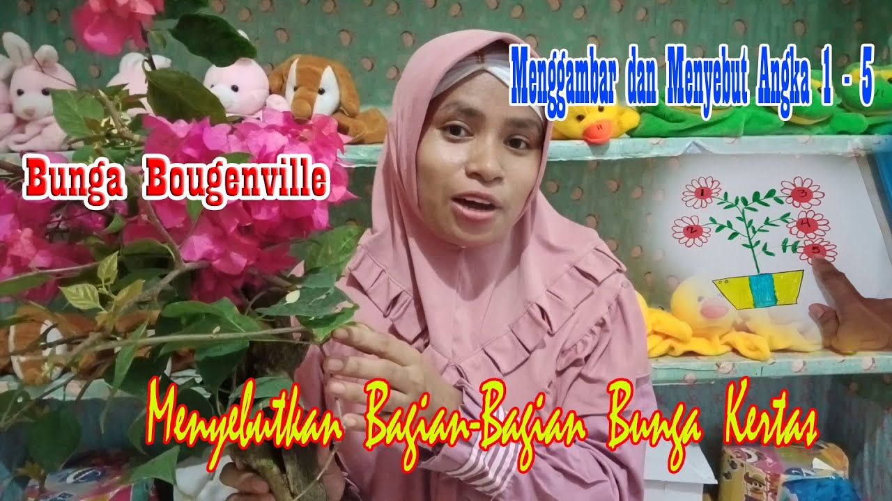 Menyebutkan Bagian Bagian Dan Menggambar Bunga Kertas Bougenville Tema Tanaman Sub Tema Bunga Youtube