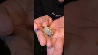 Baby turtles rescued from certain death