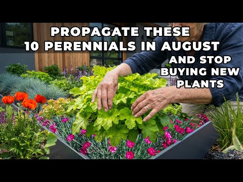 10 Perennials You Should NEVER Buy Again — Propagate Them in August Instead