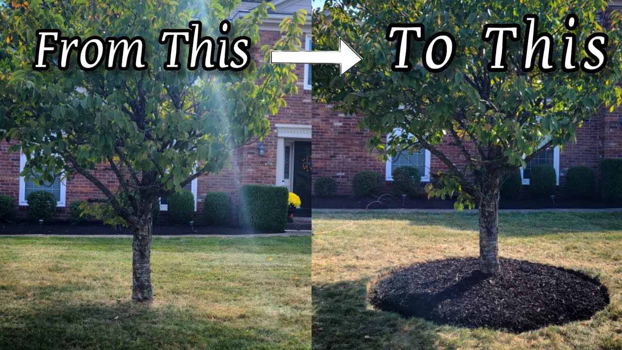 Mulch installation around trees
