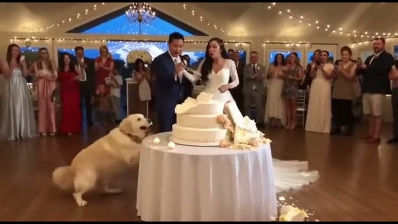 Dog Ruins Massive Wedding Cake!