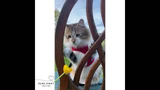 Flower Play Time | DearDiaryTingTing | #KittenWorld #CatDaily #CatAdventureOutdoors