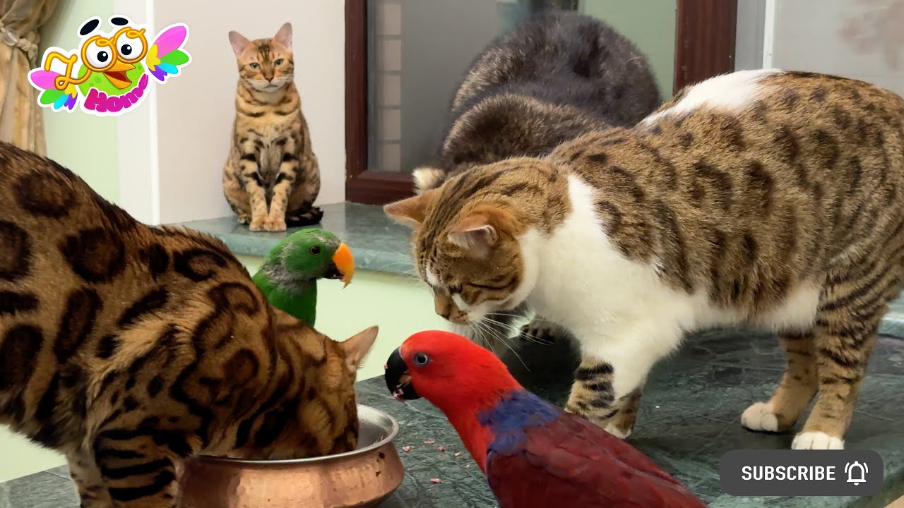 What to do if parrots love meat? Что делать, если попугаи любят мясо?