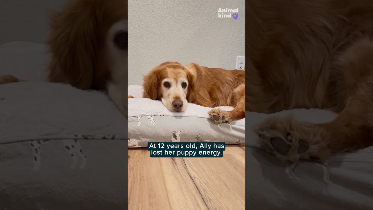 Is it possible for a senior dog to feel young again?