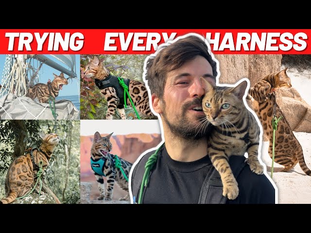 Best Cat Harnesses Under $30 (Ultimate Test) — Albert & Mia, the Adventure Bengal Cat (video thumbnail)