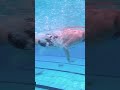 Relive the FINAL LEG of the Men's 4x200m relay 🏊‍♂️ #shorts