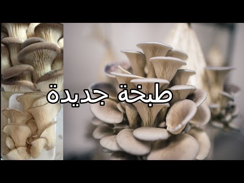 فيديو: كيف لطهي فطر المحار