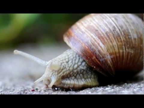 Video: Wat is een slakkenpad?