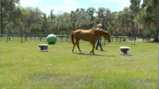 Parelli Four Savvys - Teach Your Horse the Figure 8 Pattern On Line