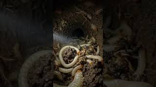 POV: Inside a Maggot Colony with a Micro Camera:#AnimalPOV #MicroWorld #ScientificFootage