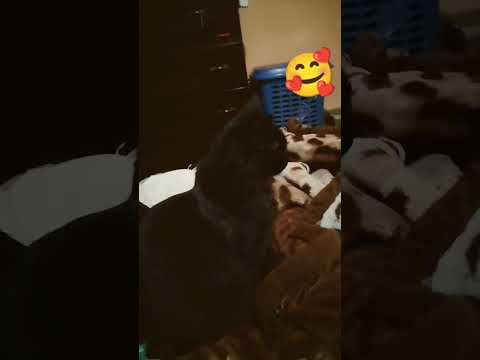 Likes No Están Dando Likes