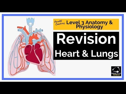 Level 3 Anatomy and Physiology Revision - heart and lungs