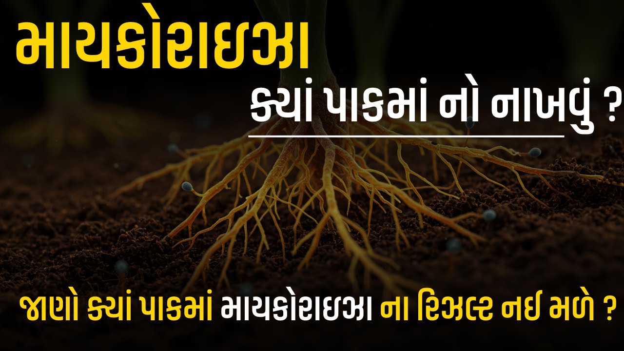 માયકોરાજા ખાતર ક્યાં પાકમાં નો આપવું । Mycoraja Khatar @KhedutPathshala